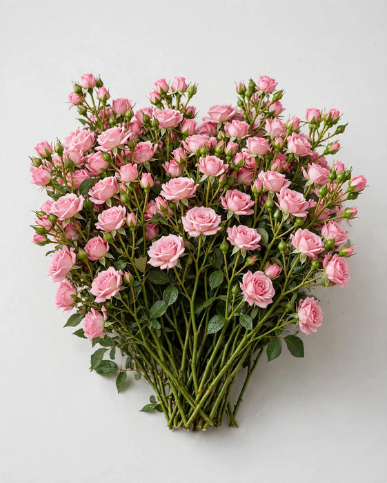 Spray Roses Lovely 50cm 120ST/BX