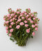 Spray Roses Lovely 50cm 120ST/BX