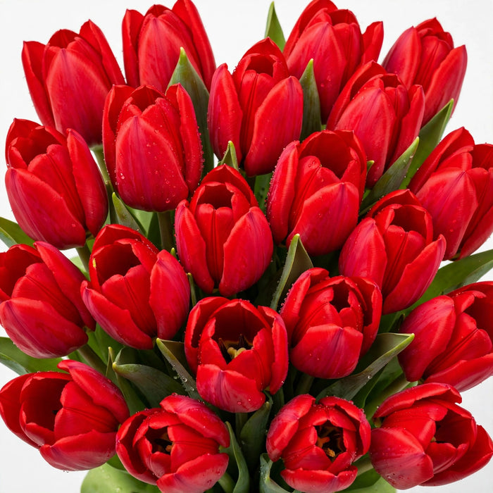 Tulip Collective - Dyed Reddies 37Cm 35Gr - Red - 150 Stems