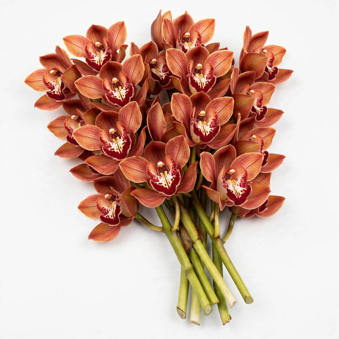 Next Day Delivery - Cymbidium Frederica 60CM 10ST/BX 9-12BL
