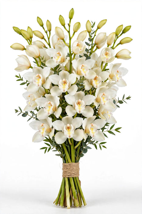 Cymb. White 60cm - 10 Stems/Box