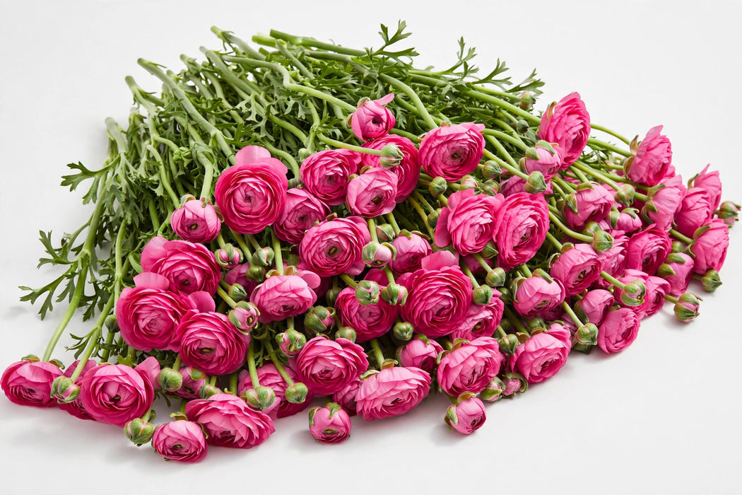 The Ranunculus Collection - Ranunculus Hot Pink 30-40CM (100 STEMS / BX)
