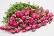 The Ranunculus Collection - Ranunculus Hot Pink 30-40CM (100 STEMS / BX)