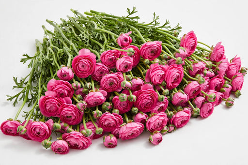The Ranunculus Collection - Ranunculus Hot Pink 30-40CM (100 STEMS / BX)