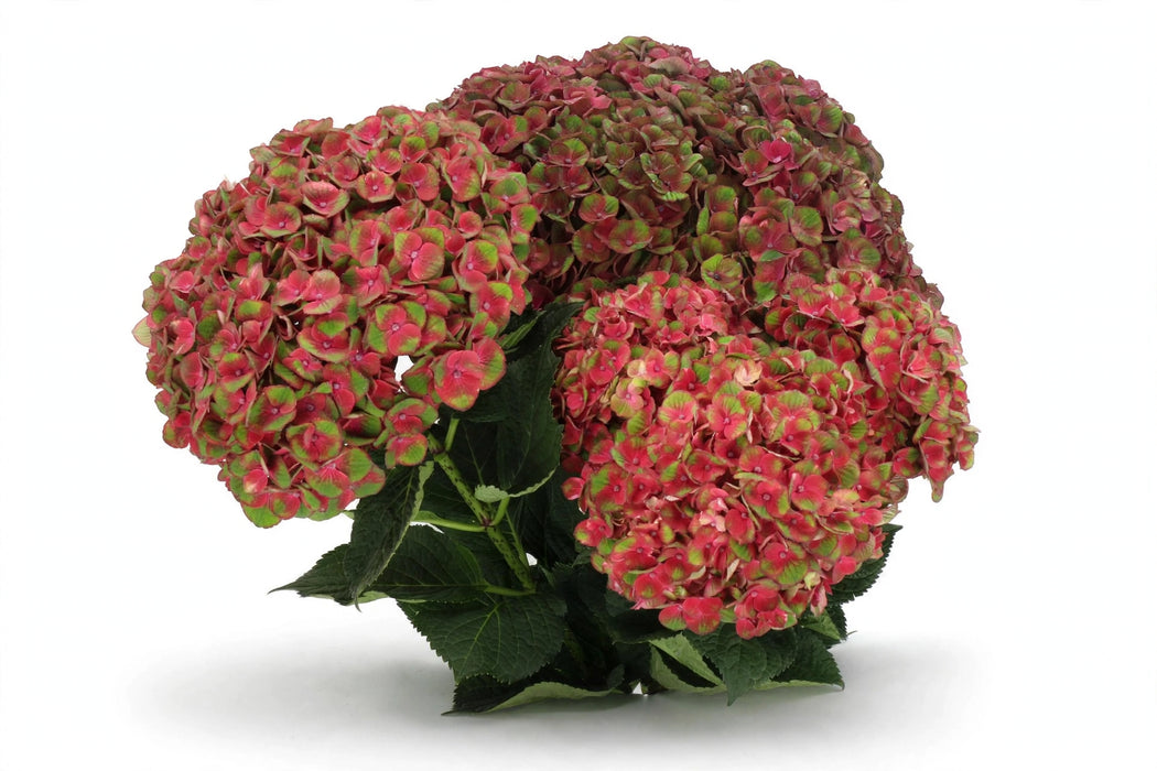 Hydrangea Classic Magical Charlotte Green/red 60CM 16CM - Bicolor Green-Red - 30 Stems