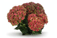 Hydrangea Classic Magical Charlotte Green/red 60CM 16CM - Bicolor Green-Red - 10 Stems