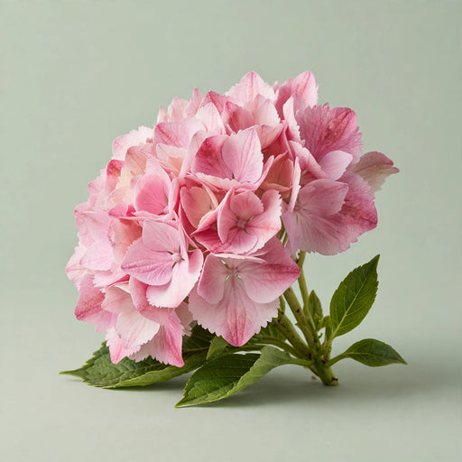 Hydrangea Classic Rodeo Old Pink 50CM 16CM - Bicolor Pink - 40 Stems