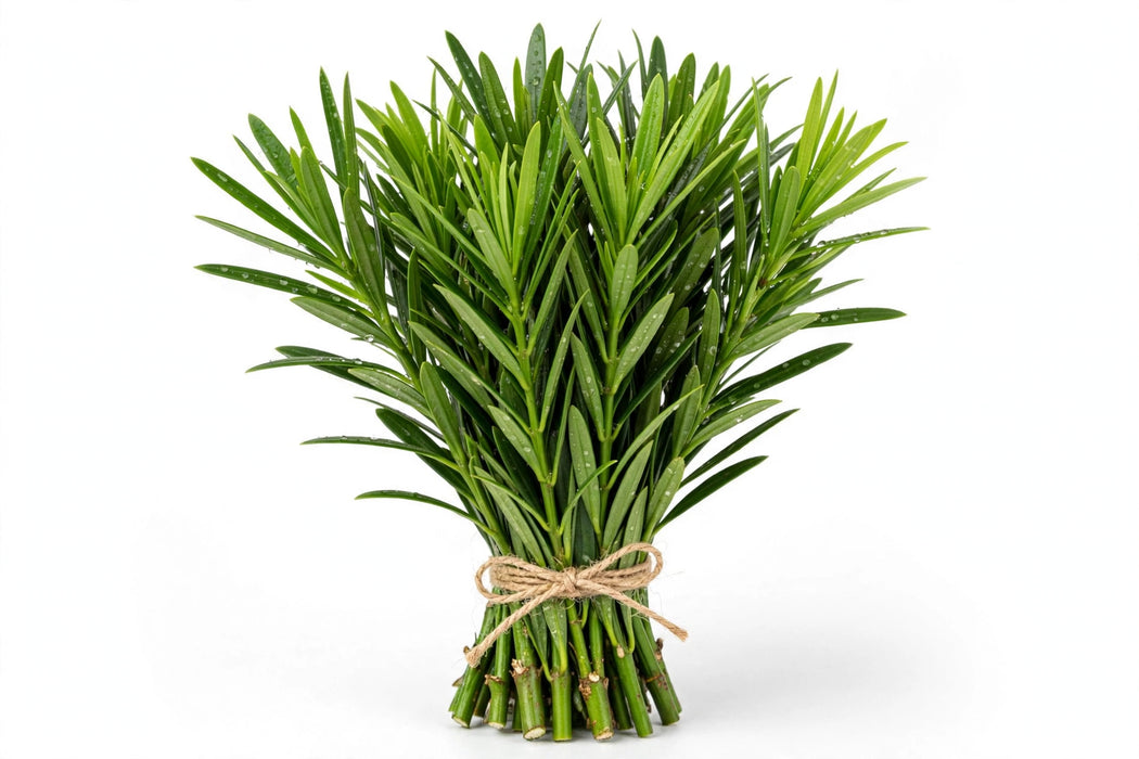 Podocarpus - 10 Bunches/Box