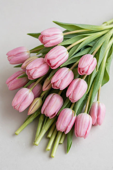 Tulip Collective - Tresor 37cm 35gr (50 STEMS / BX)