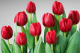 Tulip Collective - Renegade Ex - Red - 150 Stems