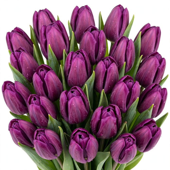 Tulip Collective - Purple Prince 36Cm 30Gram - Purple - 150 Stems