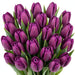 Tulip Collective - Purple Prince 36Cm 30Gram - Purple - 150 Stems