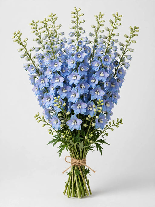 Delphinium Light Blue Belladona 70CM 18BU/BX