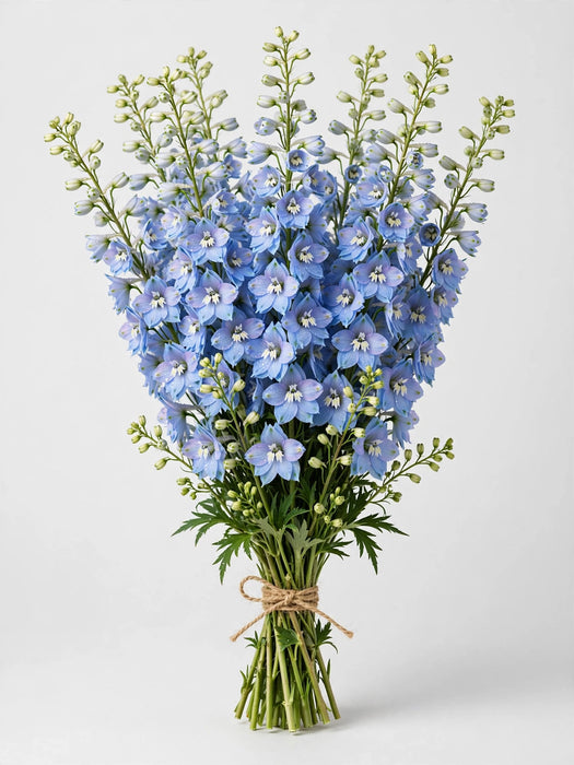 Delphinium Light Blue Belladona 70CM 18BU/BX