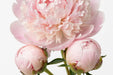 Next Day Delivery - Peonies Light Pink Pecher 50-60 cm - 120 Stems [LIMITED]