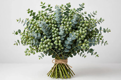 Gum Drop Eucalyptus - 10 Bunches/Box