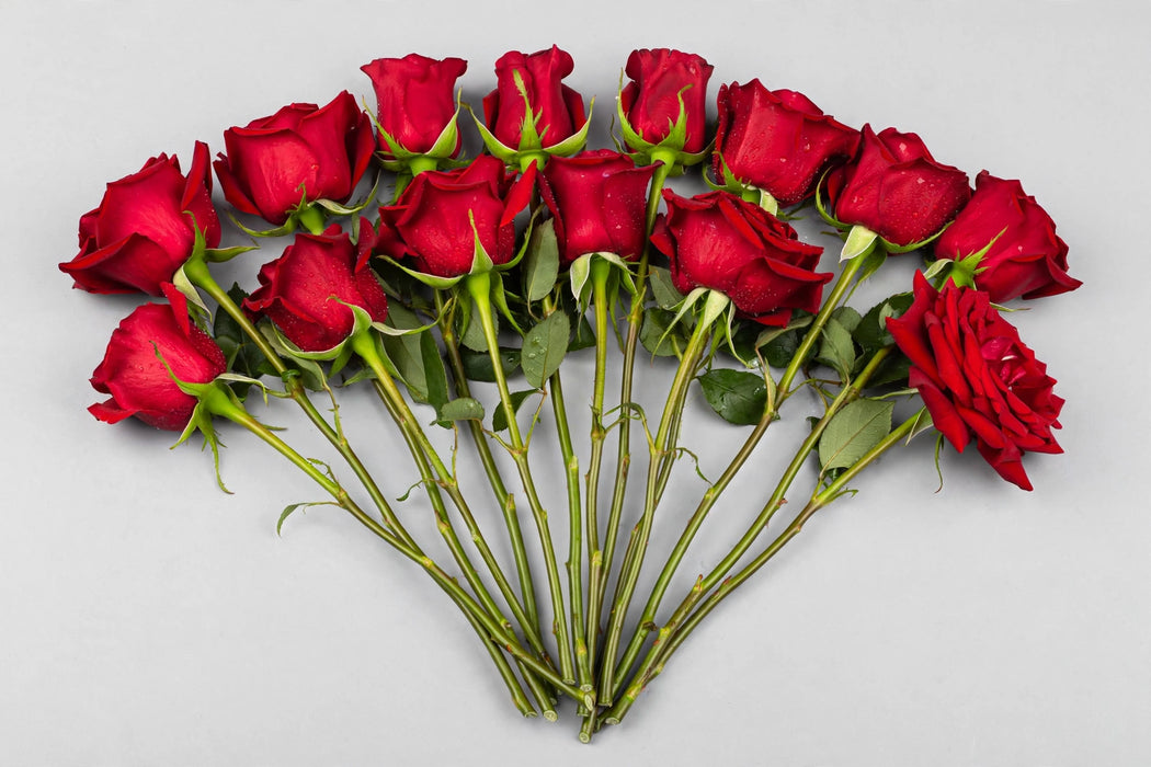 Next Day Delivery - Roses Freedom 50CM 125ST/BX