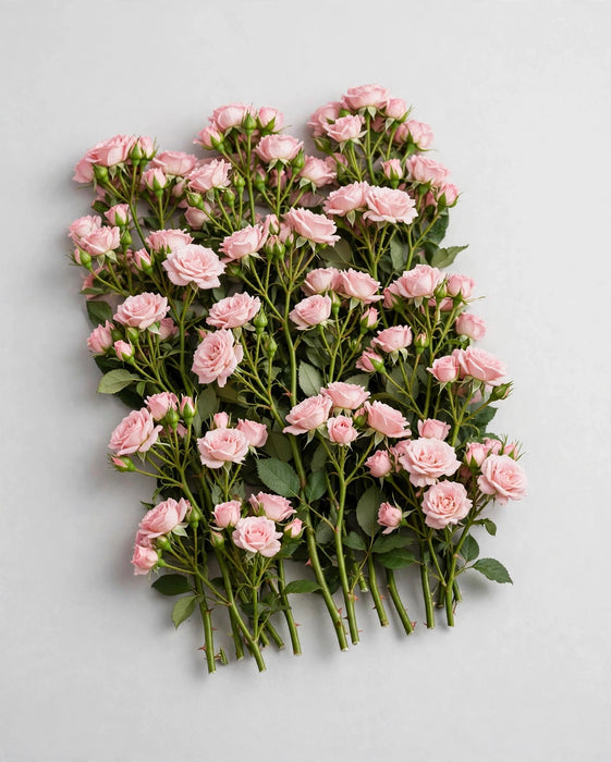 Spray Roses Starblush 50cm 120ST/BX