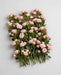 Spray Roses Starblush 50cm 120ST/BX