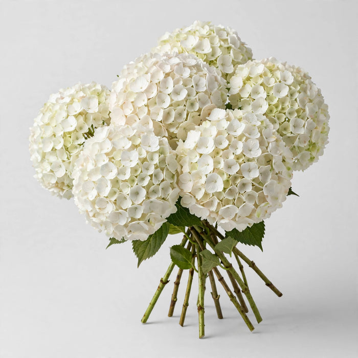 Next Day Delivery - HYDRANGEA WHITE PREMIUM 60cm 20cm - White - 30 Stems [LIMITED]