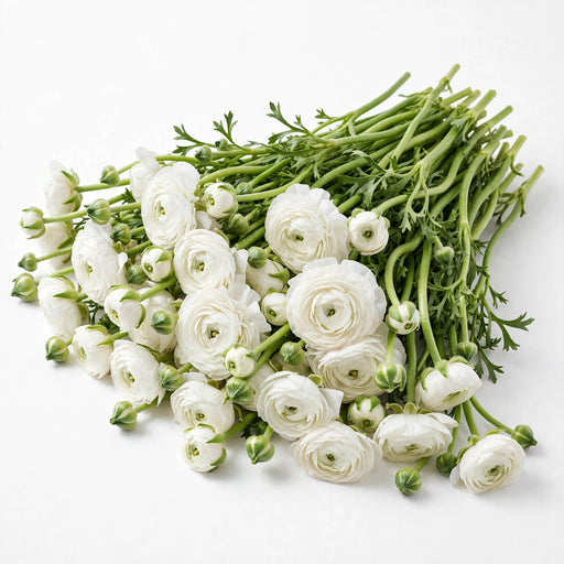The Ranunculus Collection - Ranunculus White 50-60CM (100 STEMS / BX)