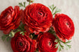 Ranunculus Flower Collection - Ranunculus Red 30-40CM (120 STEMS / BX)