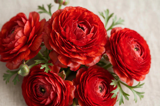 Ranunculus Flower Collection - Ranunculus Red 30-40CM (120 STEMS / BX)
