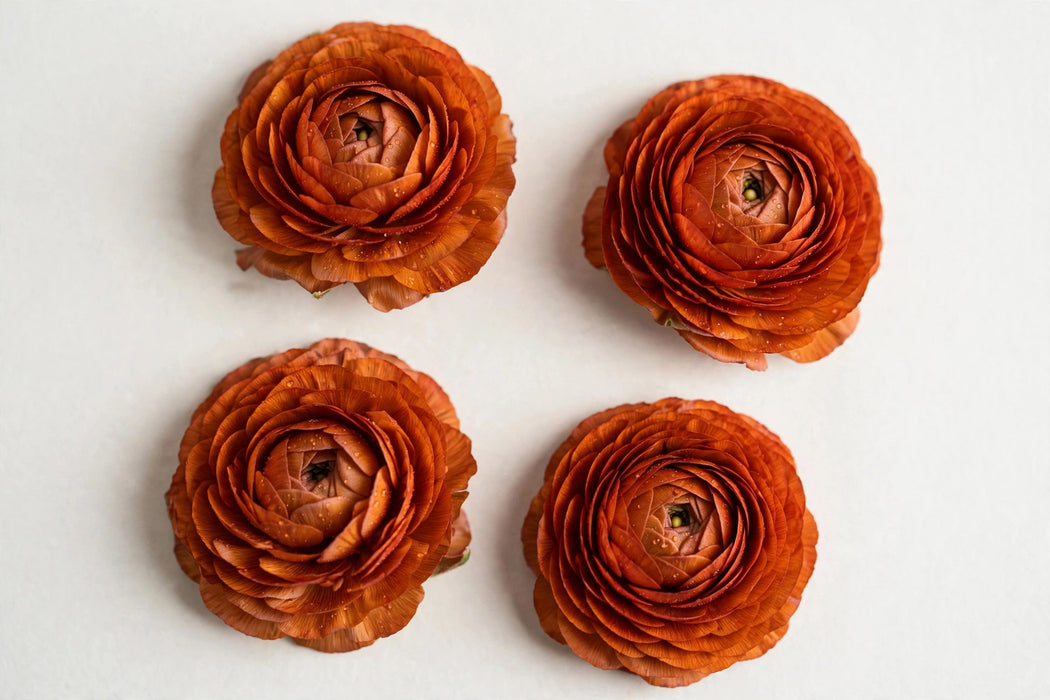 Ranunculus Flower Collection - Ranunculus Dark Orange 40-50CM (120 STEMS / BX)