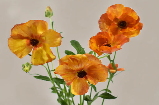 Ranunculus Flower Collection - Butterfly Ranunculus Minoan Orange 40-50CM (120 STEMS / BX)
