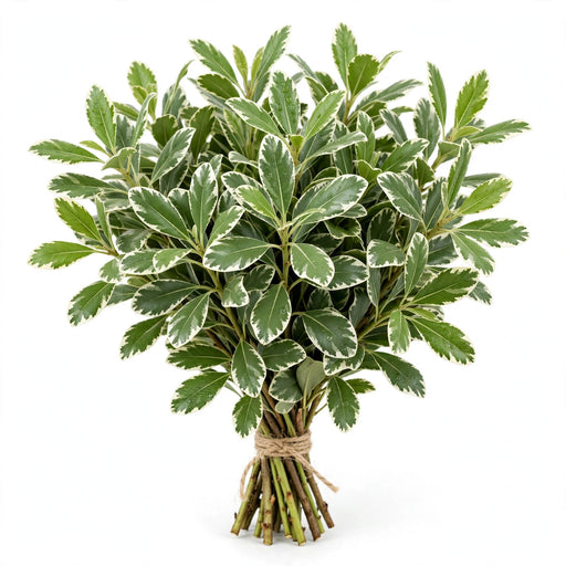 Silver Queen (mini Pitt.) - 20 Bunches/Box