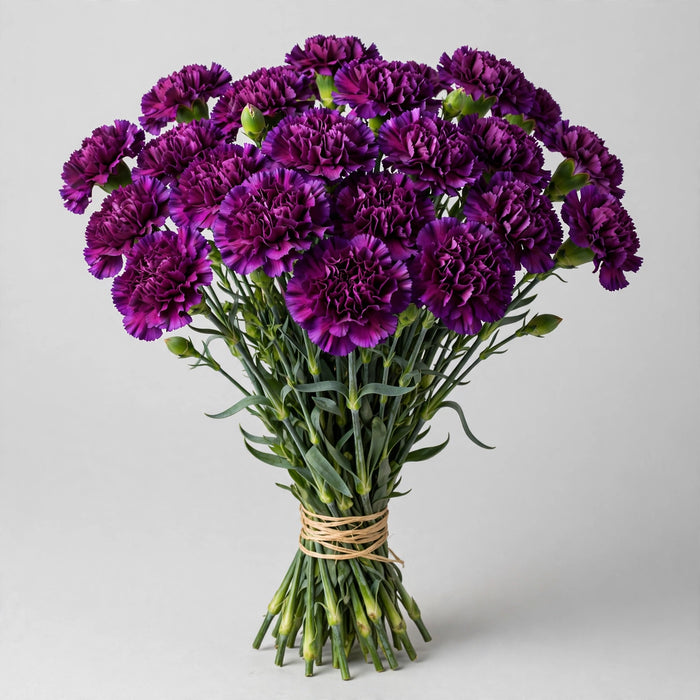Carnation Purple Golem - 250 Stems