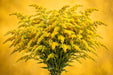 Next Day Delivery - SOLIDAGO GOLDEN GLORY 70cm 10st - Yellow - 150 Stems [Limited]