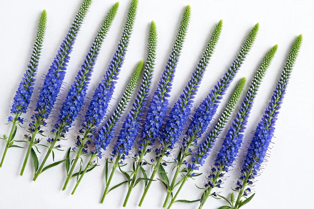 Next Day Delivery - VERONICA BLUE VICTORY 60cm 10st - Blue - 140 Stems [LIMITED]