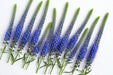 Next Day Delivery - VERONICA BLUE VICTORY 60cm 10st - Blue - 140 Stems [LIMITED]