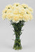Carnation Cream Polimnia - 250 Stems