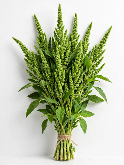 Amaranthus Upright Green - 10 Bunches/Box