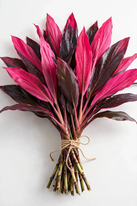 Ti Leaves Red Sister - 10 Bunches/Box