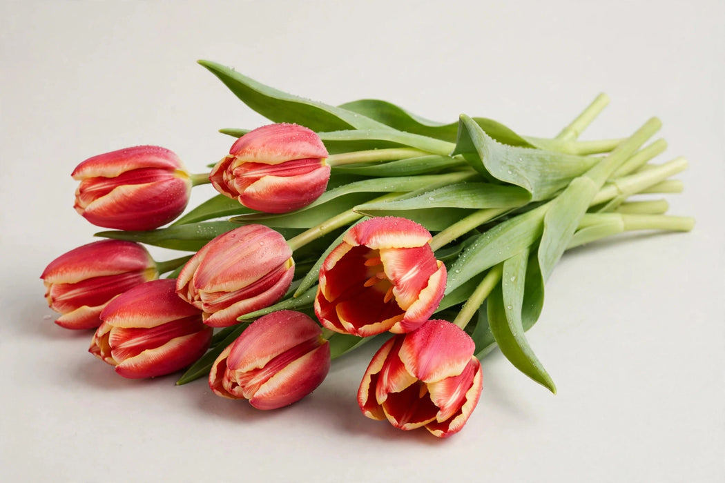 Tulip Collective - Loveflight 37cm 30gr (50 STEMS / BX)