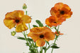 Ranunculus Flower Collection - Butterfly Ranunculus Minoan Orange 50-60CM (120 STEMS / BX)