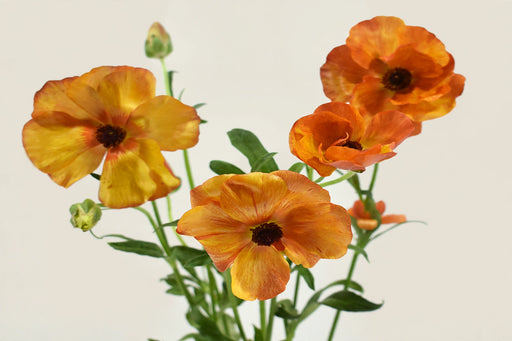 Ranunculus Flower Collection - Butterfly Ranunculus Minoan Orange 50-60CM (120 STEMS / BX)