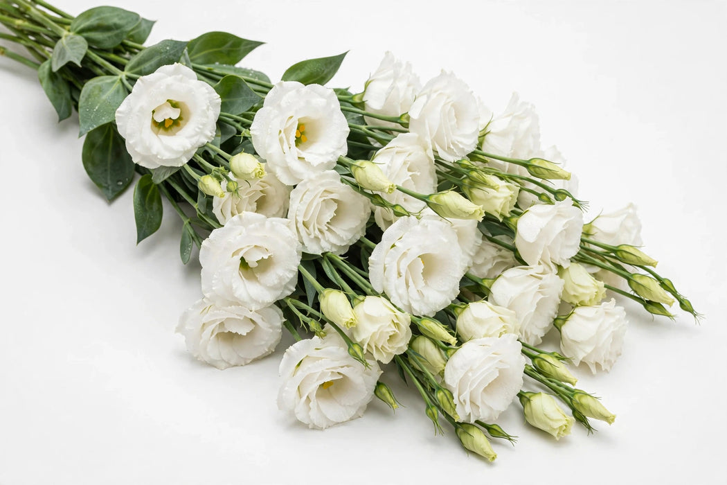 Next Day Delivery - LISIANTHUS SINGLE SOLO WHITE 70cm 4-6 BL 10st - White - 80 Stems [LIMITED]