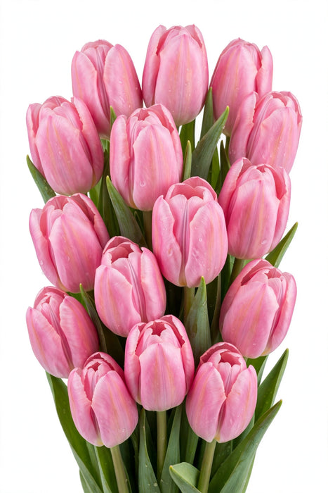 Tulip Collective - Ace Pink Ex - Pink - 150 Stems