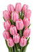 Tulip Collective - Ace Pink Ex - Pink - 150 Stems