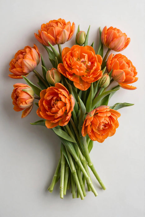 Tulip Collective - Double Orange Princess 37cm 35gr (50 STEMS / BX)