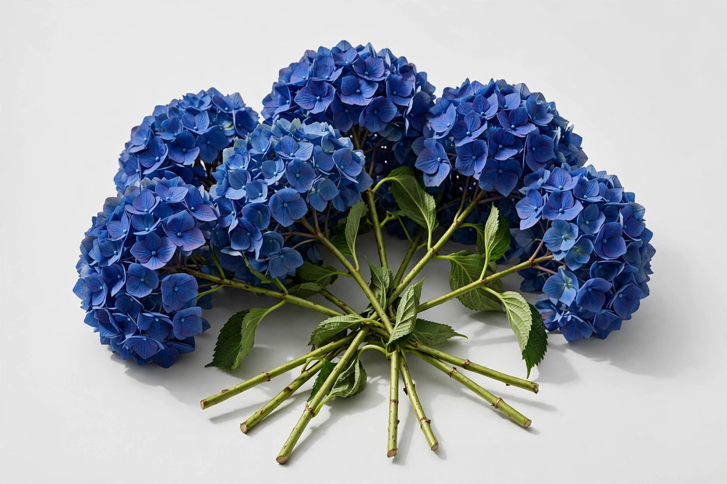 Premier Hydrangea Collection - Hydrangea Blue Select - 40 Stems/Box