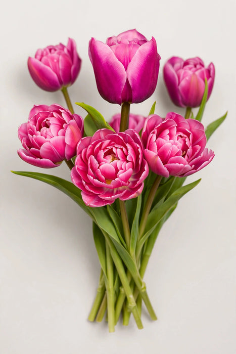 Tulip Collective - Double Princess 37cm 35gr (50 STEMS / BX)