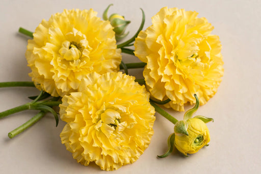 Ranunculus Flower Collection - Butterfly Ranunculus Diones Yellow 40-50CM (120 STEMS / BX)