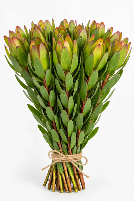 Leucadendro Gold Strike 60cm - 15 Bunches/Box