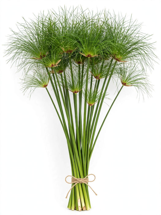 Papyrus Egyptian - 40 Stems/Box