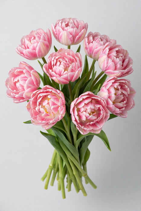 Tulip Collective - Double Foxtrot 37cm 35gr (50 STEMS / BX)